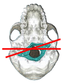 atlasprofilax atlas